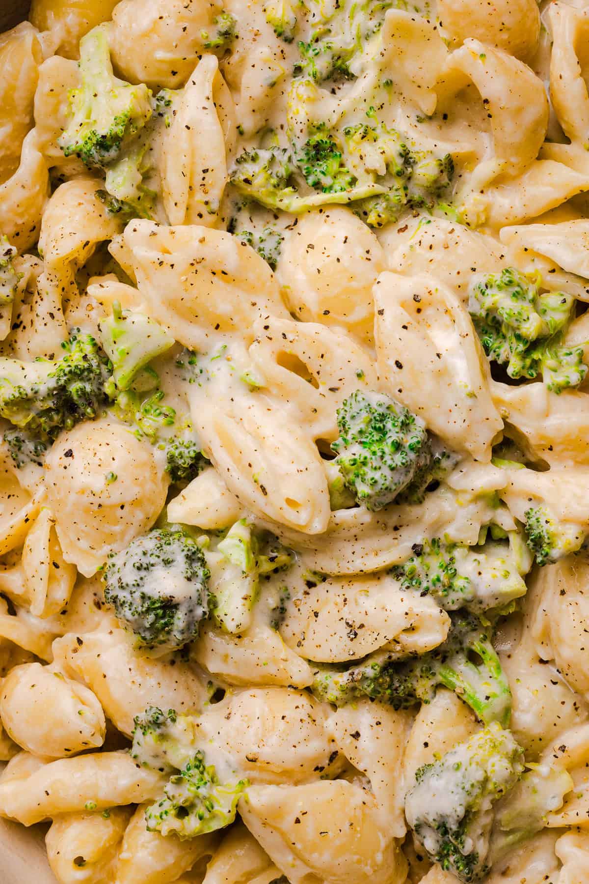 One pot creamy broccoli cheddar pasta with tender pasta shells and chopped broccoli in a cheesy sauce.